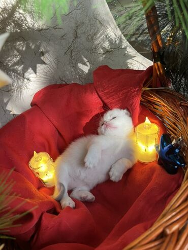 Pişiklər: Britan, Erkək, Dişi — 24