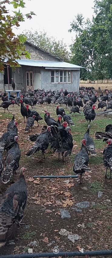 Собаки: Hinduşka satışı. Təbii çöl şəraitində təmiz havada yetişdirilmiş