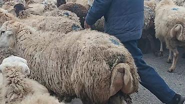 Qoyunlar, qoçlar: 550 baş qaradolaq sortu satlır qiymet elaqe saxla — 12