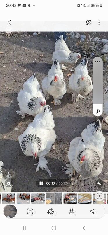 купить яйцо перепелиное инкубационное: 🐓 Продам кур породы Брама + цыплята 🐥 Продаю породистых кур Брама –