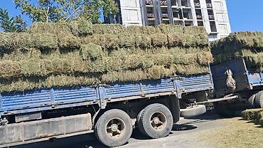 🚚🌾 Сено в тюках — жеткирүү менен! Кургак жана сапаттуу пресс чөп