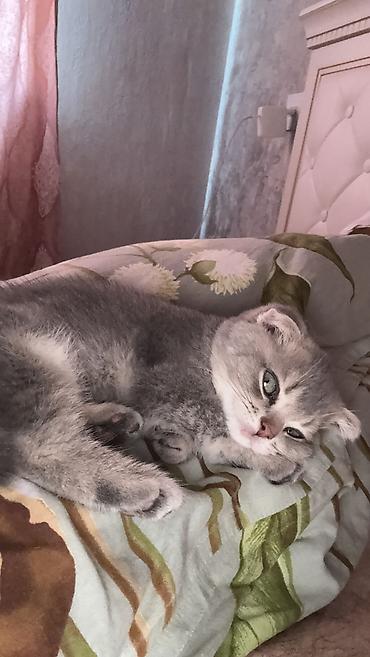 Кошки: Шотландская, Самец — 3