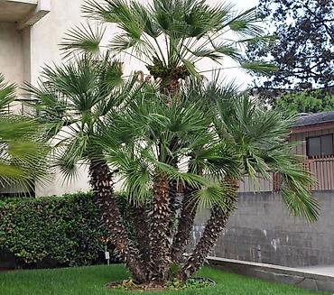ağaç gülleri: Landşaft üçün palma ağacları – dekorativ əkim - Növ: dekorativ palma — 2