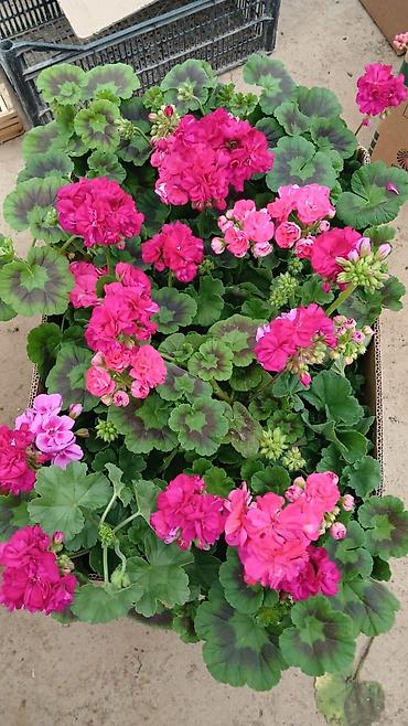 Фиалки и глоксинии: Продаю только оптом цветы из Узбекистана.глоксинии фикусы — 18