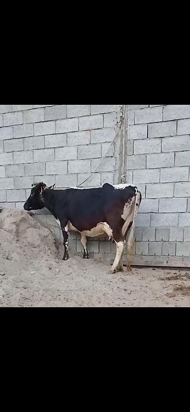 damazlıq heyvanların satışı: Siyah-ağ rəngli, iri süd verən inək və balası. - Cins tipi: Holştayn — 9