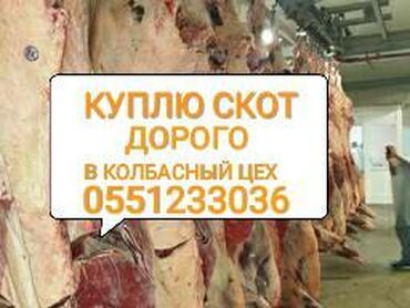 Куплю скот на мясо в колбасный цех коров телок лошадей бычков