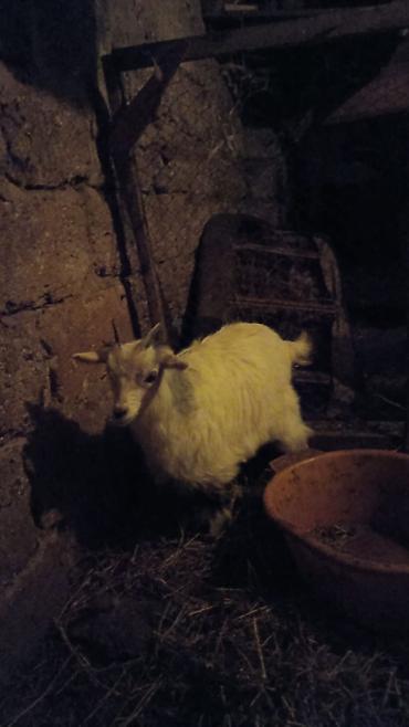 keci heyvan: Heyvan 1nci qarına dişi bala ilə ana bala satılır balası 1ay — 3