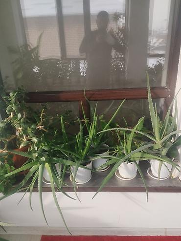 Другие комнатные растения: Продаю комнатные цветы герань, женское счастье, алое и ТД — 4