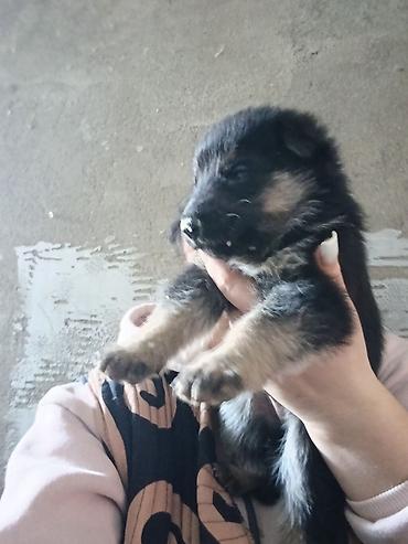 ххх кот: Щенок, восточноевропейской овчарки Описание: - Возраст на фото — 3 — 3