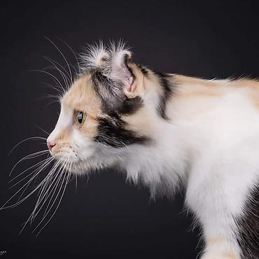 кошки свинкс: Кошки.Порода: Американский керл (American Curl). Котята . Есть котята — 7