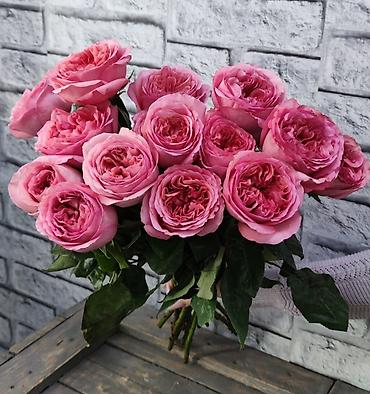 Роза: Саженцы — 1