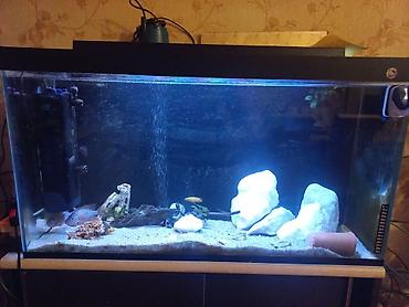 ocean filter: Akvarium-şkaf, Balıqlarla birlikdə, 230 l — 4