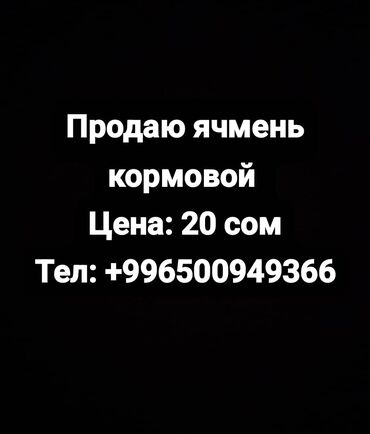 iphone 5c цена: Продаю ячмень кормовой цена: 20 сом