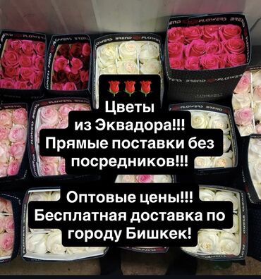 павловния цена саженца: Рассада цветка: Розы, Бесплатная доставка