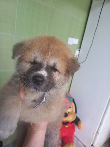 afcarka itleri qiymeti: Akita-inu, 2 ay, Dişi