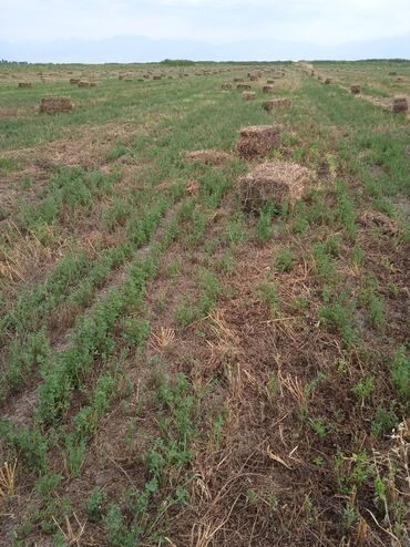 наполнитель для животных: Сено в тюках (прессованное, прямоугольные тюки). - Кормовое сено с