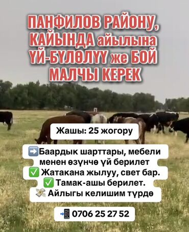 Сельское хозяйство: Требуется Скотник, Питание