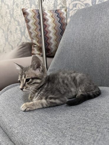 котята ош: Беспородная, 2 месяца, Мальчик, Серый
