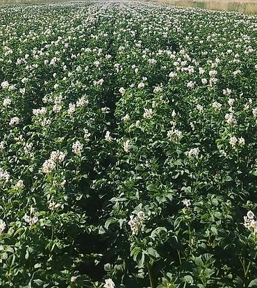 Картошка: Картошка Оптом — 5