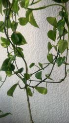 Sobne biljke: Lozica Epipremnum, velika biljka