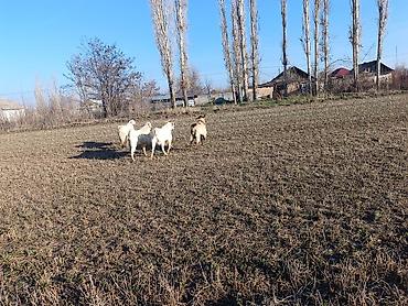 Козы, козлы: Продаю | Коза (самка) | Полукровка, Зааненская, Нубийская | Для разведения — 9