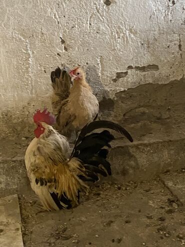 Toyuqlar: Toyuq, Damazlıq, Ödənişli çatdırılma — 7