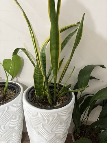 диффенбахия купить: Сансевиерия (Sansevieria trifasciata, «Щучий хвост», «Тещин язык») в
