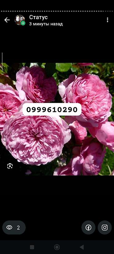 Rose saplings: Саженцы — 7