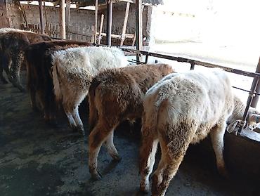 Коровы, быки: Продаю | Бык (самец) | Швицкая | На откорм — 1