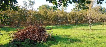 Torpaq sahələrinin satışı: 58 sot, Kənd təsərrüfatı, Barter mümkündür, Kupça (Çıxarış) — 15