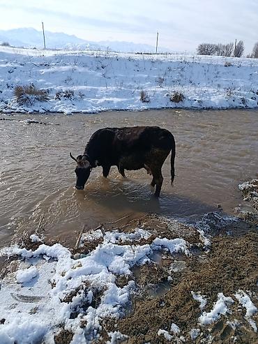 Коровы, быки: Продаю | Корова (самка) | Для молока — 10