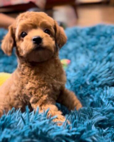 Psi: Nasa odgajivacnica se nalazi u Indjiji i bavimo se uzgojom pasa 15 — 11