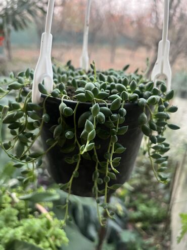 Otaq bitkiləri: Her biri ucuz kimete Gencededi catirma var size yaxin yere ancag — 48