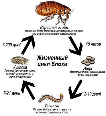 Дезинфекция, дезинсекция: Дезинфекция, дезинсекция, | Блохи, | Квартиры, Кафе, магазины, Подъезды — 2