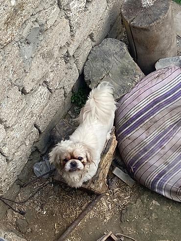 İtlər: Pekines, 2 il, Dişi, Peyvəndli, Pulsuz çatdırılma — 2