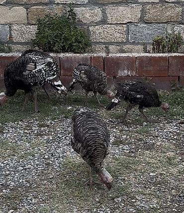 papuqay qus: Temizlenmis ve diri cekide 20 yanvara catdirma da var.Ümumi 11 — 1