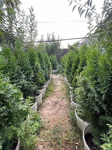 🌿 ПРОДАЮТСЯ КОЛОНОВИДНЫЕ ТУИ 🌿 Отличный выбор для создания красивой и