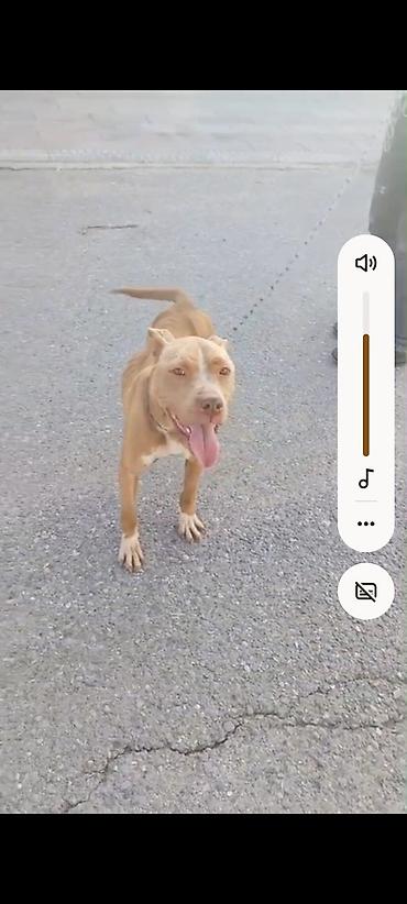 İtlər: Pitbul, 2 ay, Erkek, Ünvandan götürmə — 9