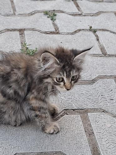 черепаха: Котята, пушистые, домашнего типа. На фото — два маленьких котёнка: - — 2