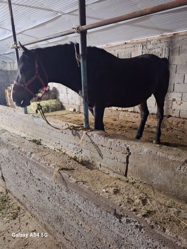 Лошади, кони: Продаю | Жеребец | Рабочий | Осеменитель — 2