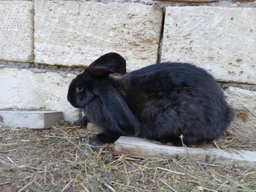 Dovşanlar: ALMAN PYOSTER və RİZEN CİNS DOVŞANLAR SATILIR. Pyoster-Xallı erkəy 6 — 10