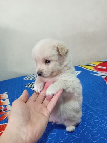 barter itlə: Pamçi (pomerian çixaxua ilə qarışıq) sortu du iki dənə satılır bu