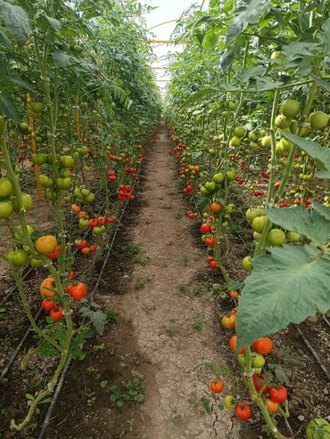 Теплицы: Теплица, предназначенная для выращивания различных — 3