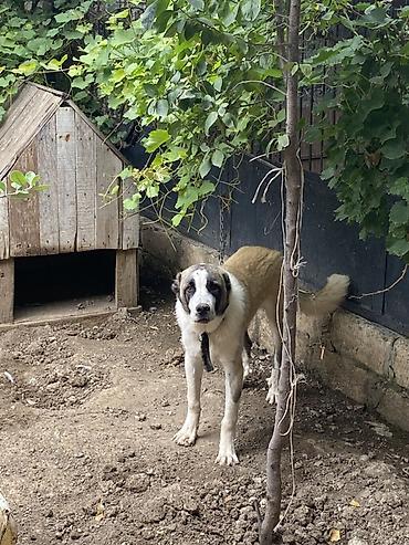 çoban kucuyu: Qafqaz çoban iti, 7 ay, Erkək, Peyvəndli, Ünvandan götürmə — 2