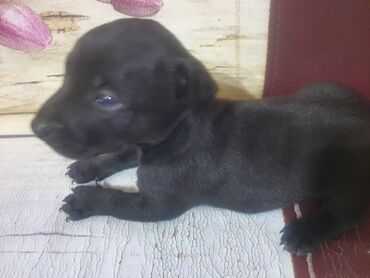tap.az heyvanlar xacmaz: 1 ədəd dişi doberman qalıb.qalanları satılıb.qara rəng 1ay 10 lalafo.az -da tap.az heyvanlar xacmaz: 1 ədəd dişi doberman qalıb.qalanları satılıb.qara rəng 1ay 10