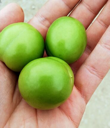 velosiped güzgü: Göyçaydan bugün gəlib super alçadır turş deyil 🌿Marketdə satılan 10
