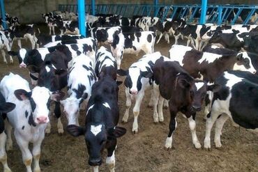 за сколько дней до отела корова наливает вымя: Сатам | Уй (ургаачы), Бука (эркек), Кунаажын | Аргын, Ангус, Герефорд | Бордоп семиртүү үчүн, Союуга, Көбөйтүү үчүн | Асыл тукумдуу, Жасалма жол менен боозутуу, Бооз