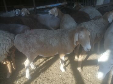 собака доберман сколько стоит: Продаю | Овца (самка) | Арашан | Для разведения