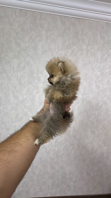 İtlər: Şpitz, 2 ay, Erkek, Peyvəndli, Ünvandan götürmə — 9