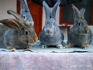 Dovşanlar: FLANDR (Belçika nəhəngi) – İri ölçü, yüksək gəlir! Təmiz qanlı Flandr — 14
